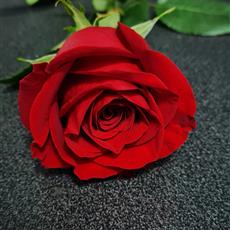 Single Red Rose (Wrapped)